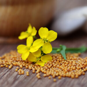 high quality whole grain mustard in Santa Ana, CA and Anaheim, CA