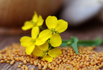 high quality whole grain mustard in Santa Ana, CA and Anaheim, CA