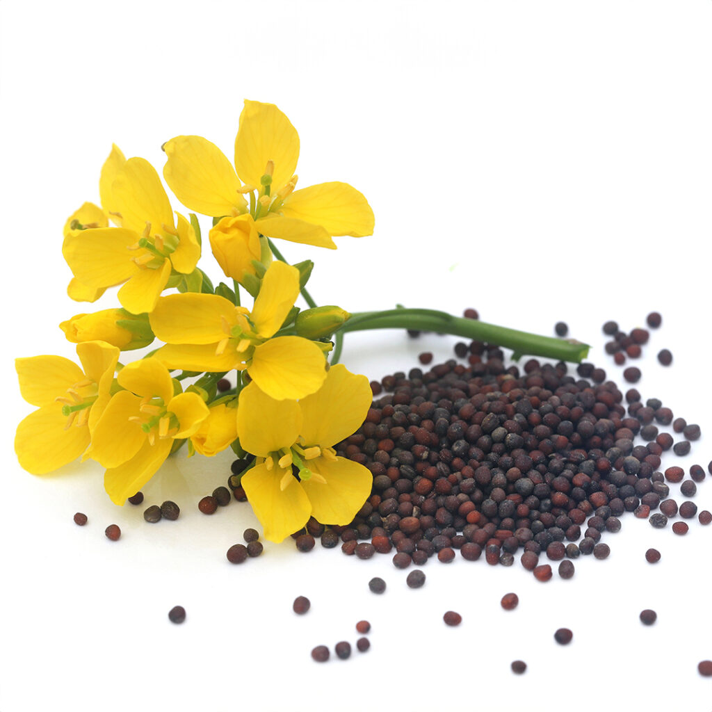 High quality mustard products in Burbank, CA and Pasadena, CA