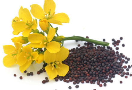 High quality mustard products in Burbank, CA and Pasadena, CA