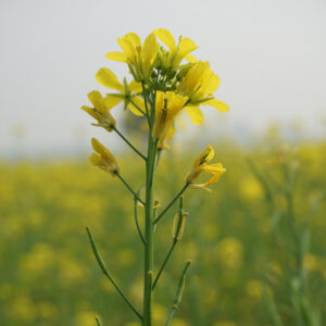 What is mustard and is mustard healthy in Los Angeles, CA and Santa Ana, CA