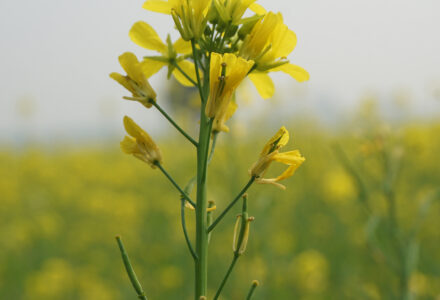 What is mustard and is mustard healthy in Los Angeles, CA and Santa Ana, CA